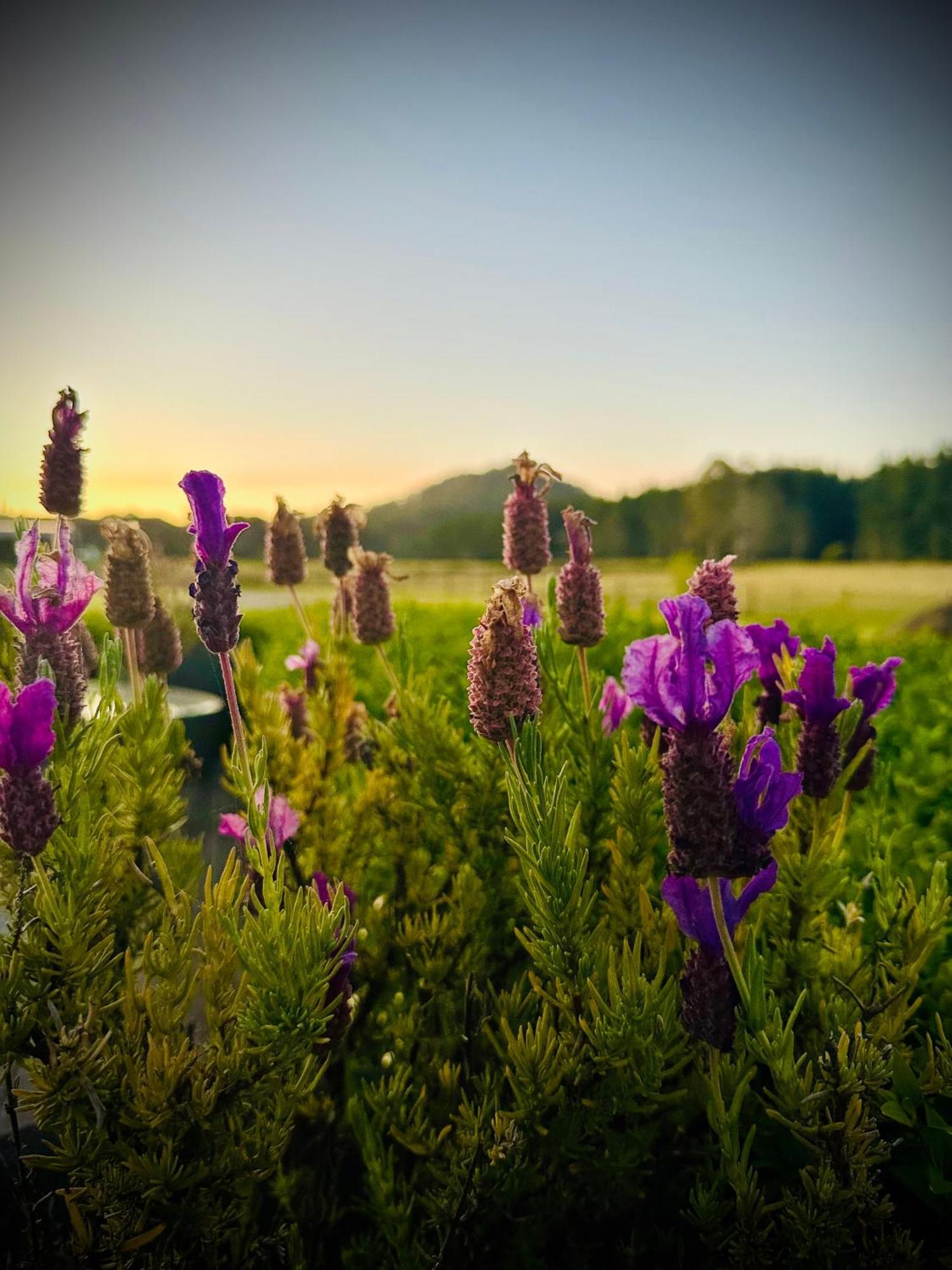 Buttons Cottage In Natures Paradise Nietta Esterno foto